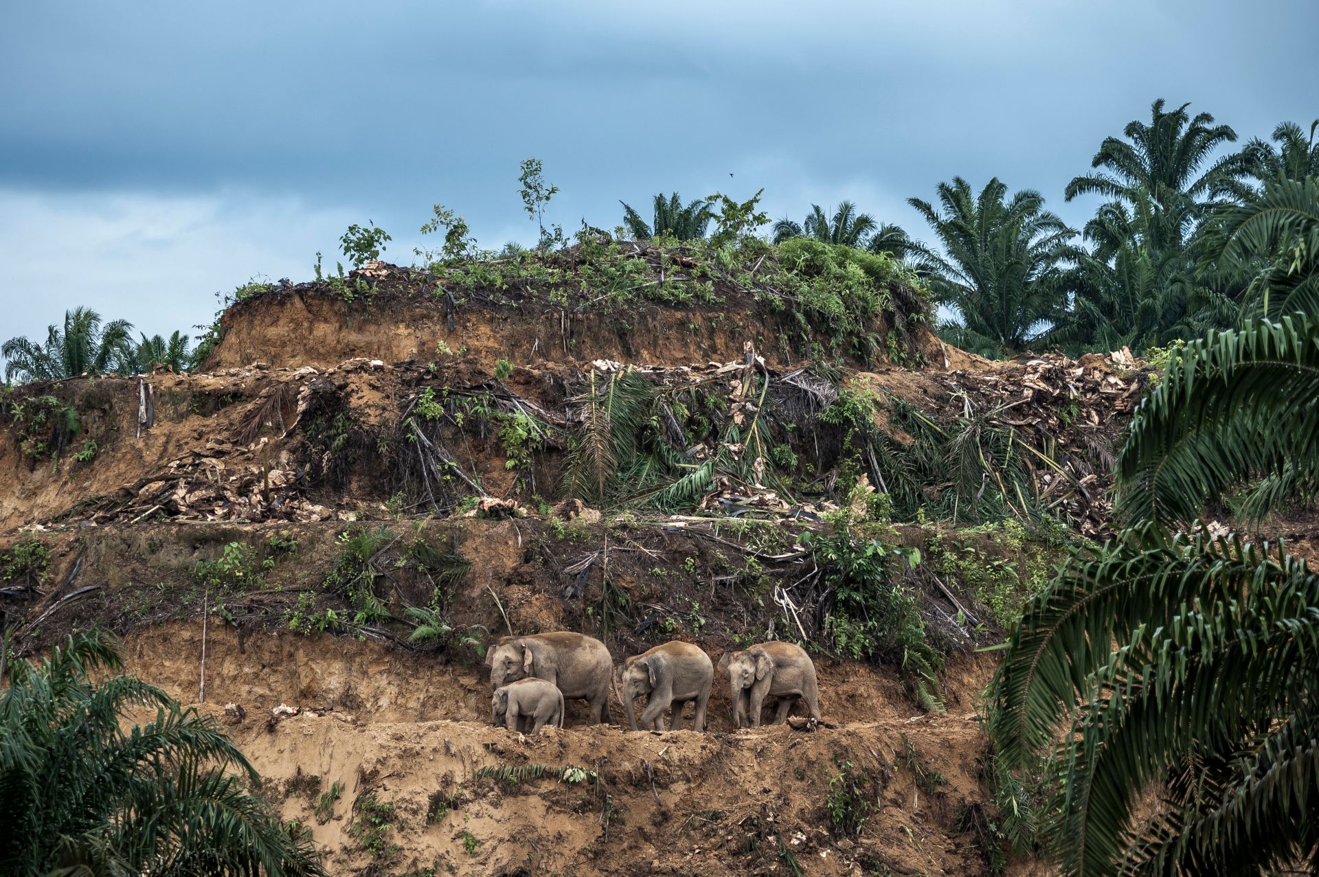 Aaron 'Bertie' Gekoski, elephant palm oil plantation Borneo