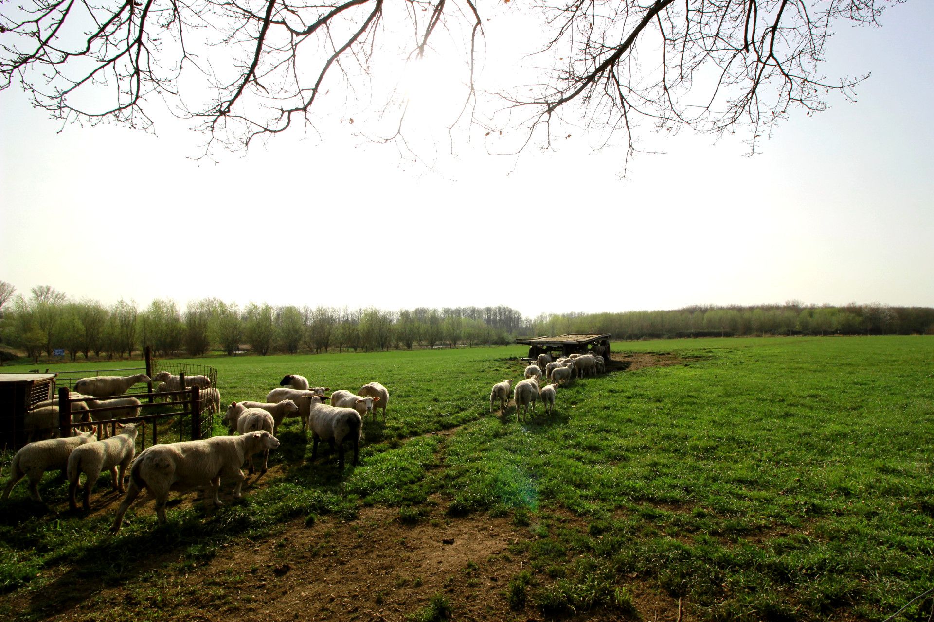 Tourismus NRW e.V., Sheep on a meadow in the Rhine-Erft district