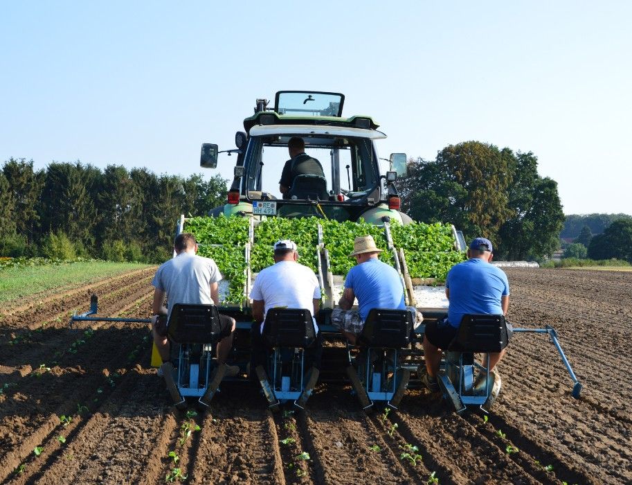 Hof Hagedorn employees planting cabbage