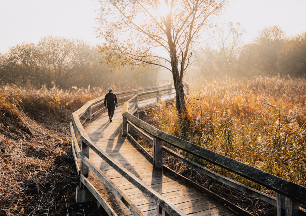 A man walks along a reed nature trail in the Rieselfelder near Münster at sunrise