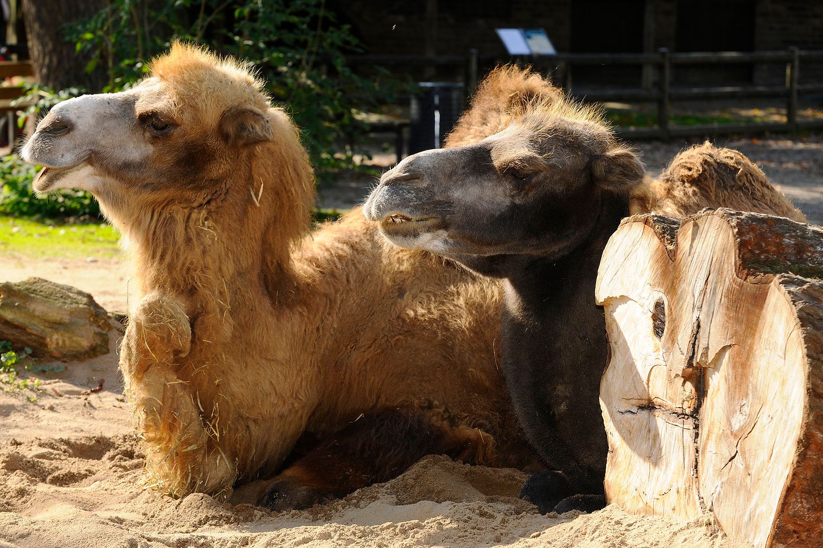 Bactrian camel
