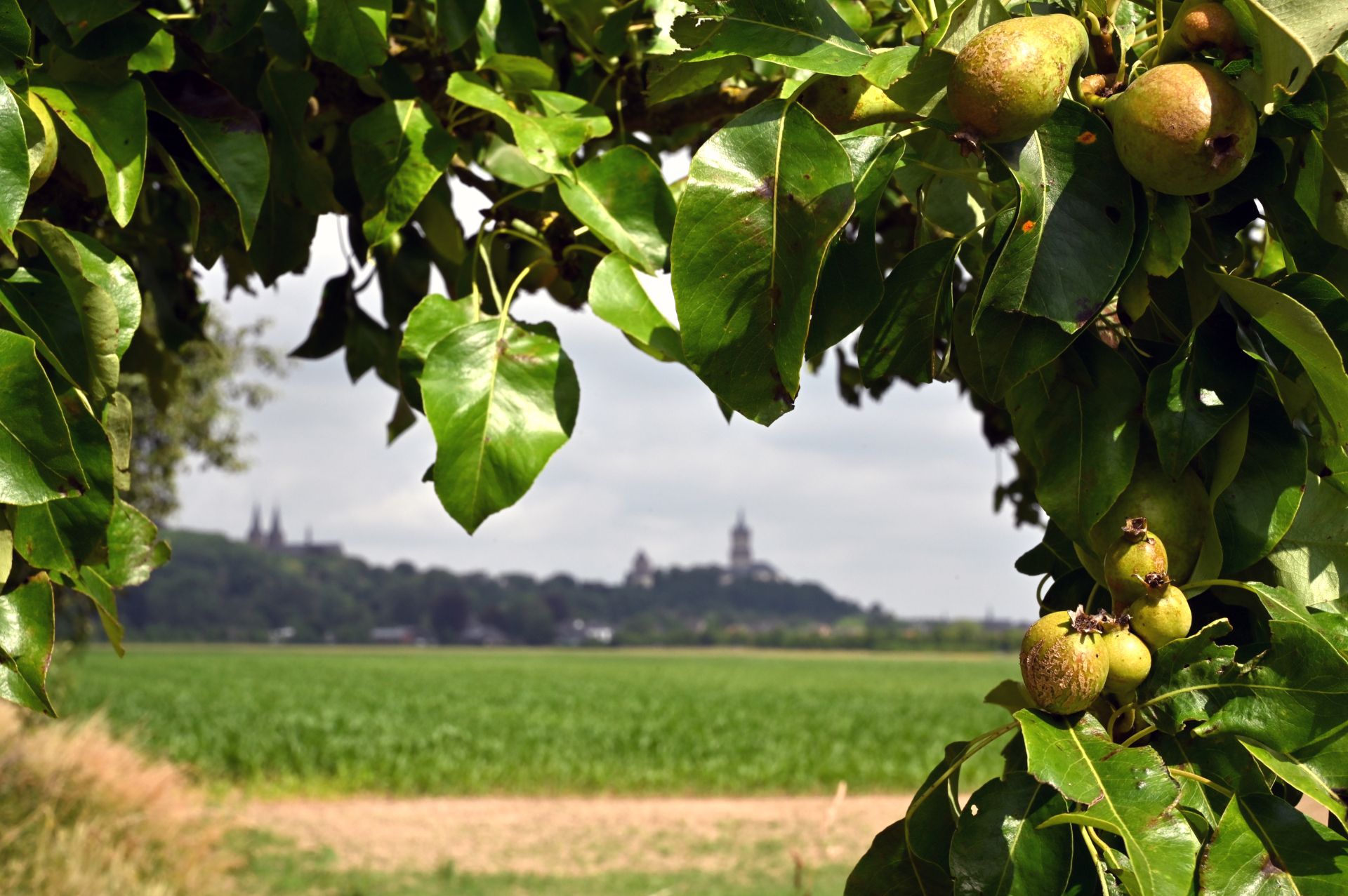 To Page State Garden Show Kleve 2029