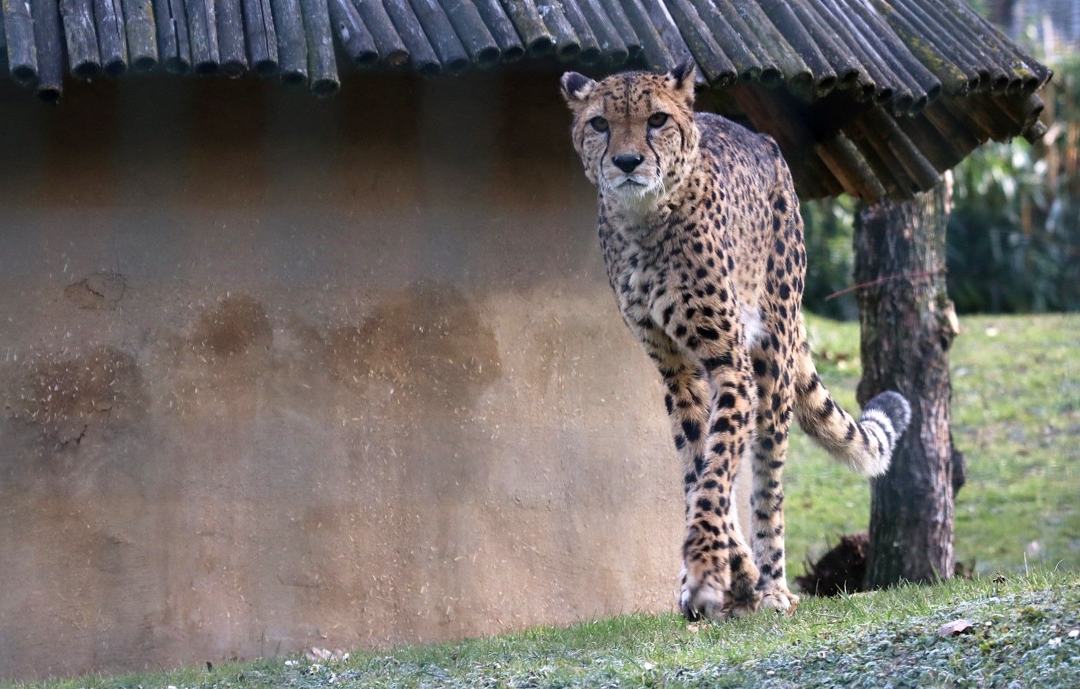 A cheetah at Aachen Zoo