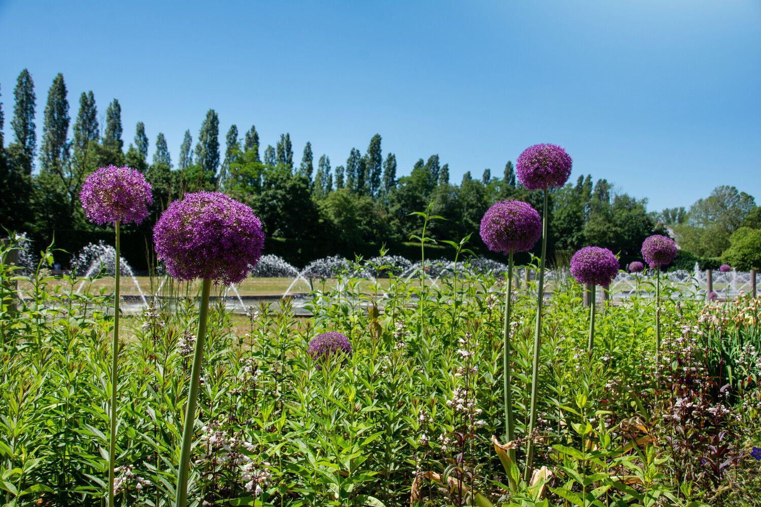 Colorful plants raise their heads to the sky in Düsseldorf's Nordpark
