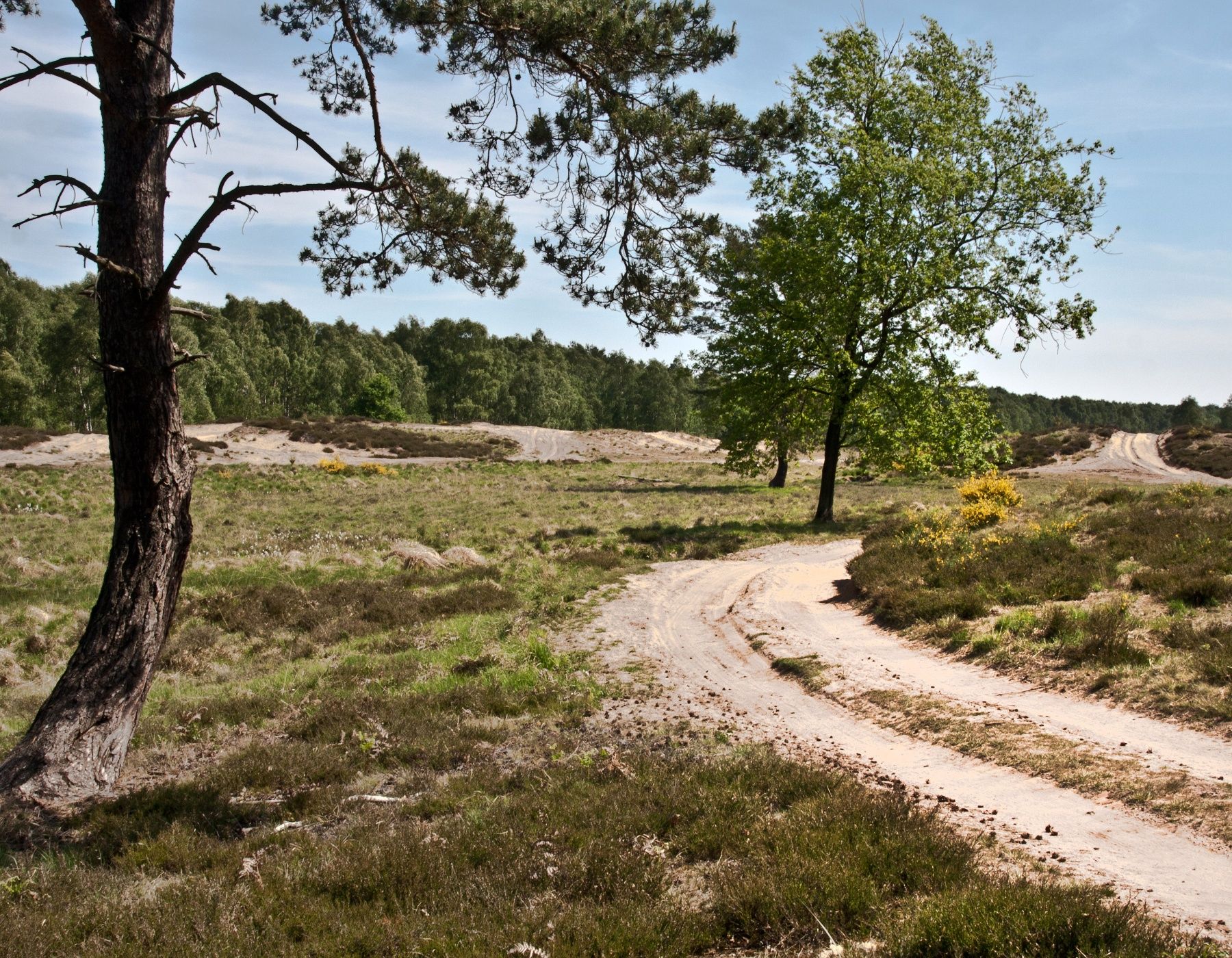 Sandy path through heathland near Troisdorf with trees and shrubs.