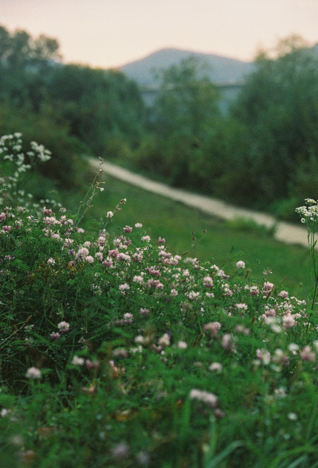 A path along the Rhine, lined with wild plants and flowers. Trees and a hill can be seen in the background.