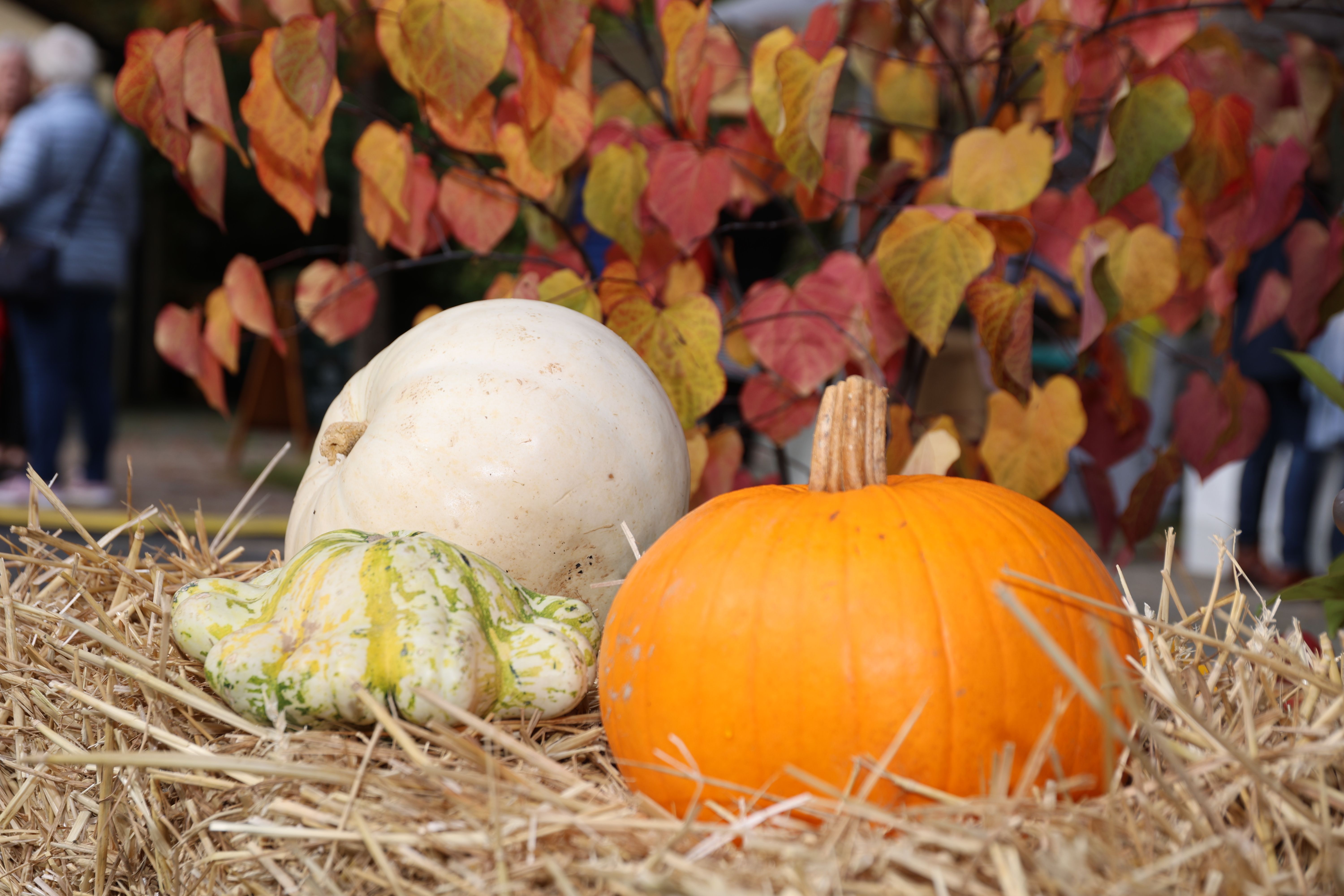 At the autumn market at Eulenbroich Castle, all kinds of pumpkin varieties are gathered in a colorful variety.