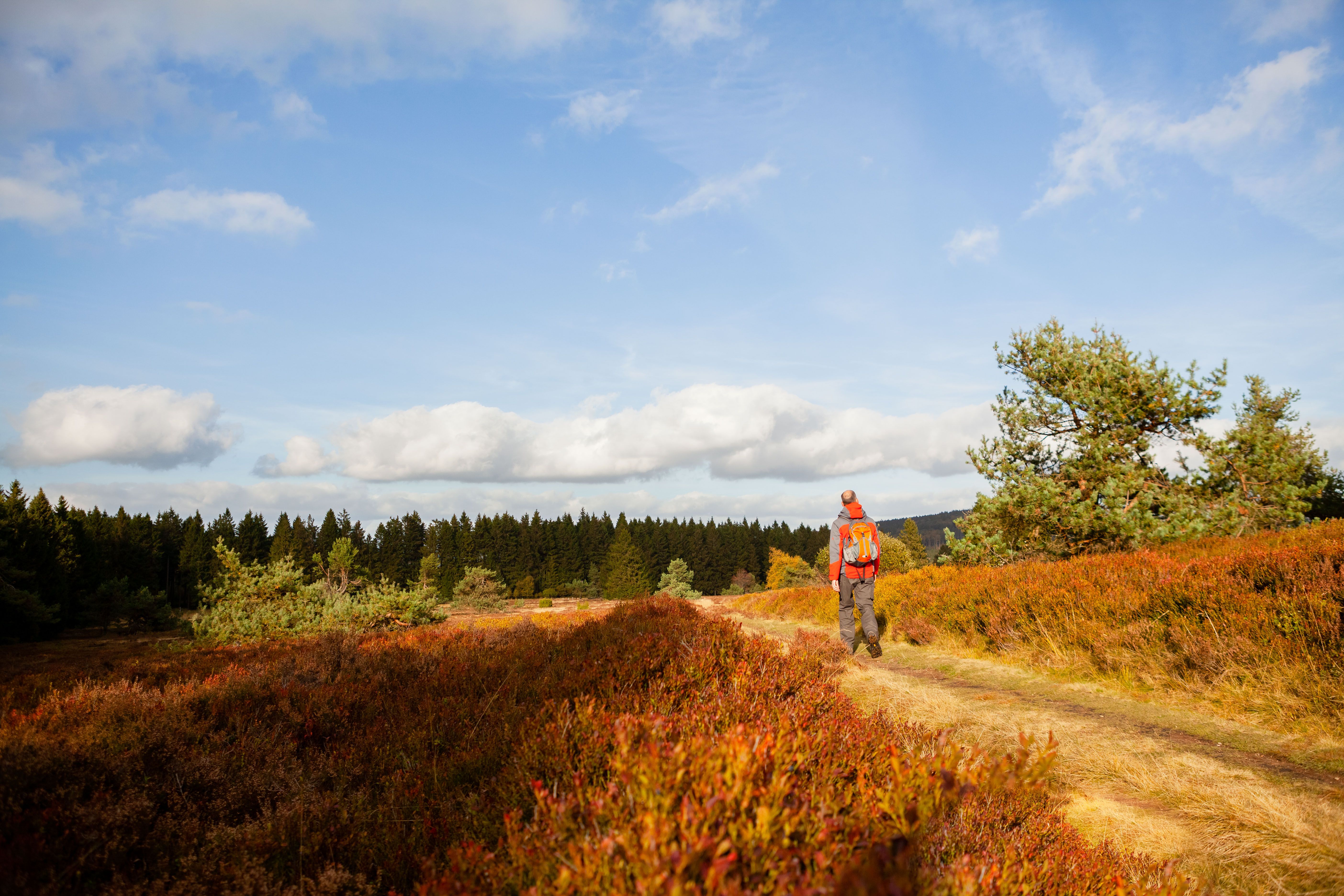 The largest high heath in North Rhine-Westphalia in the "Neuer Hagen" nature reserve offers nature experiences at an altitude of over 800 m.