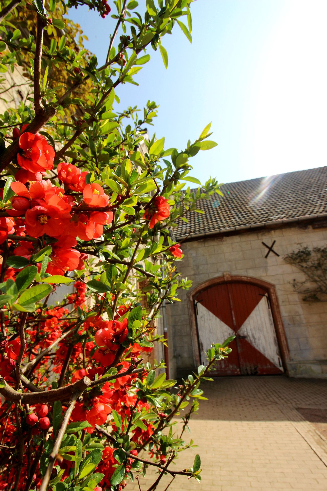 There is a greenhouse in the courtyard of Türnich Castle