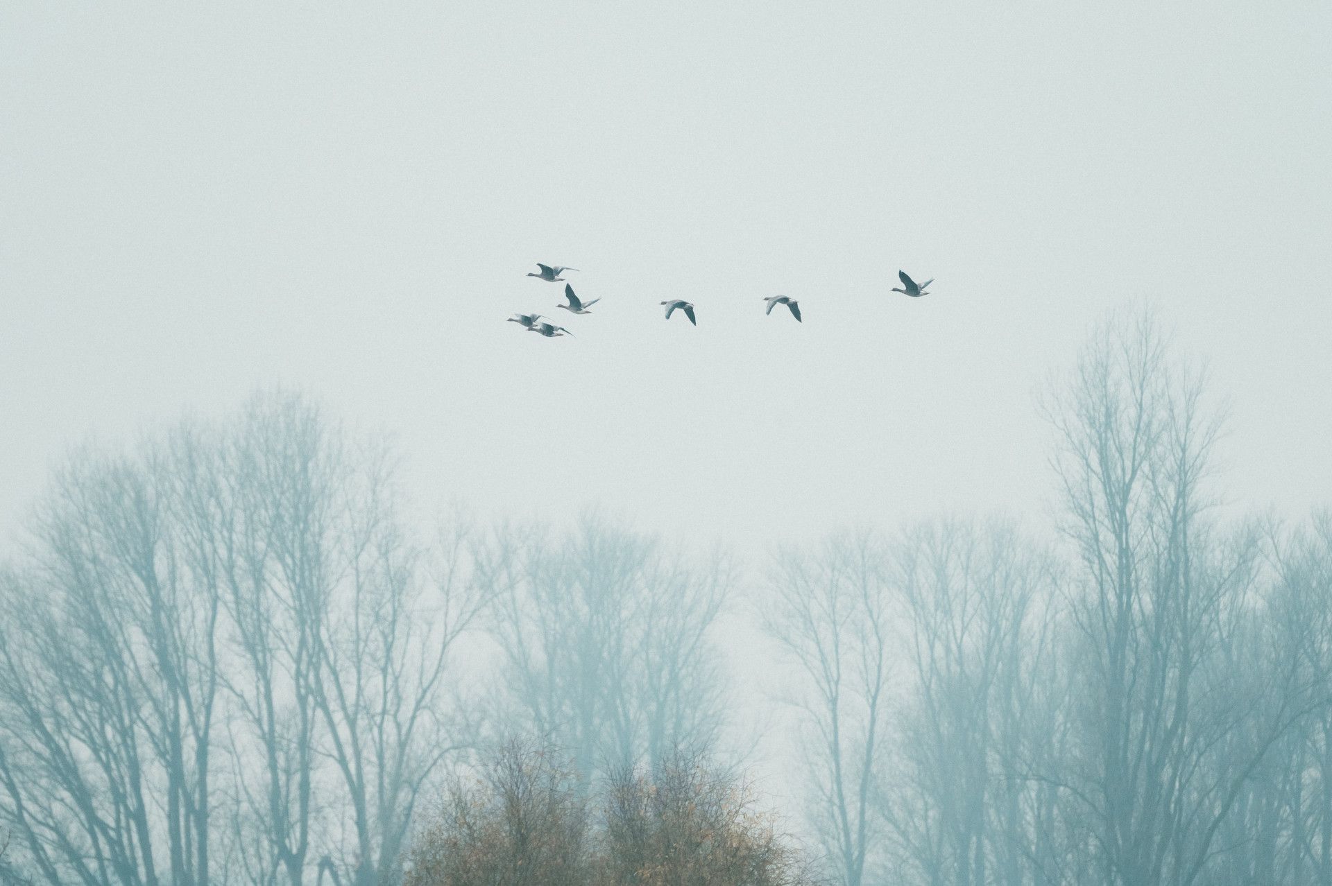 White-fronted geese in flight over Bislicher Insel