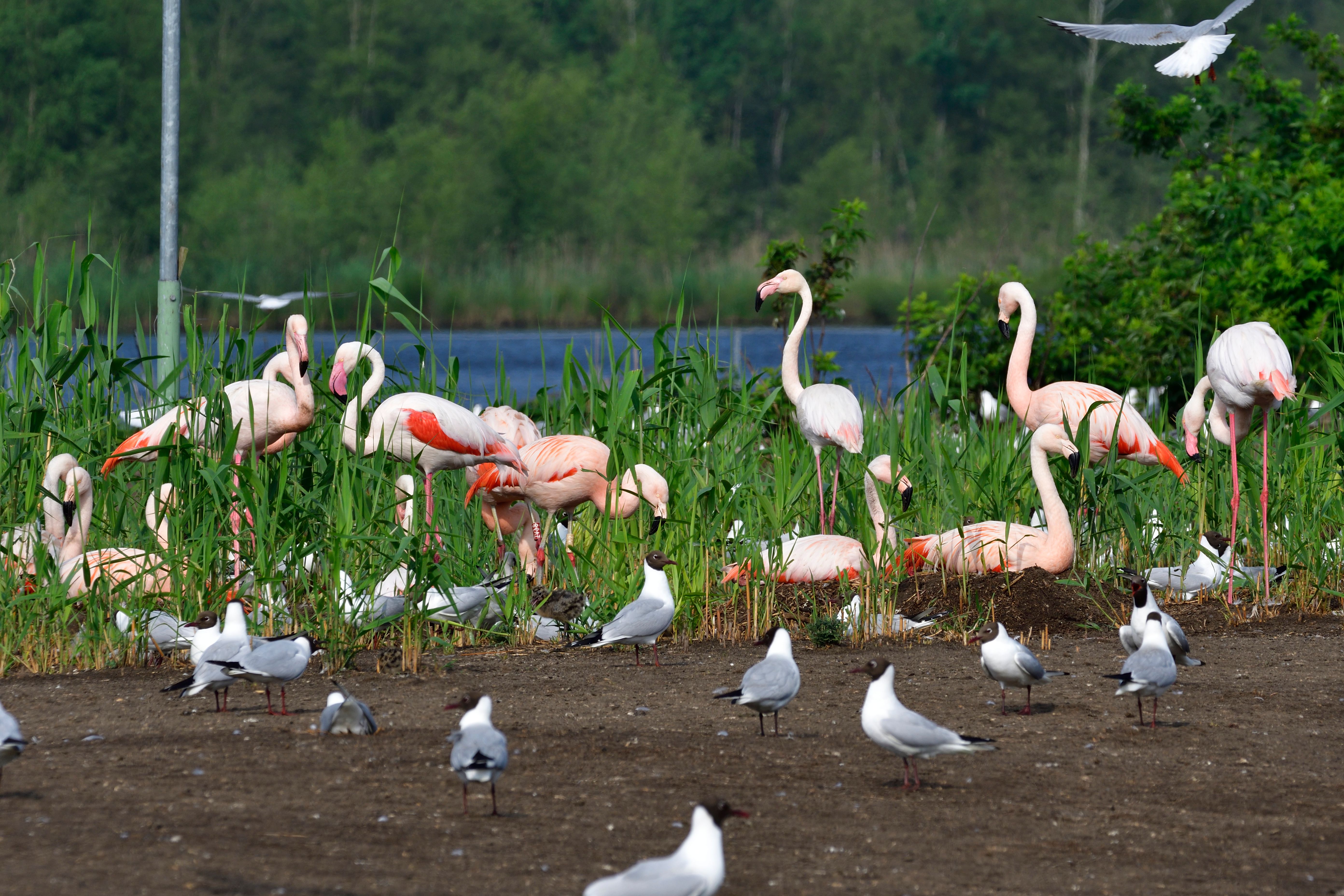 Flamingos in the Zwillbrocker Venn