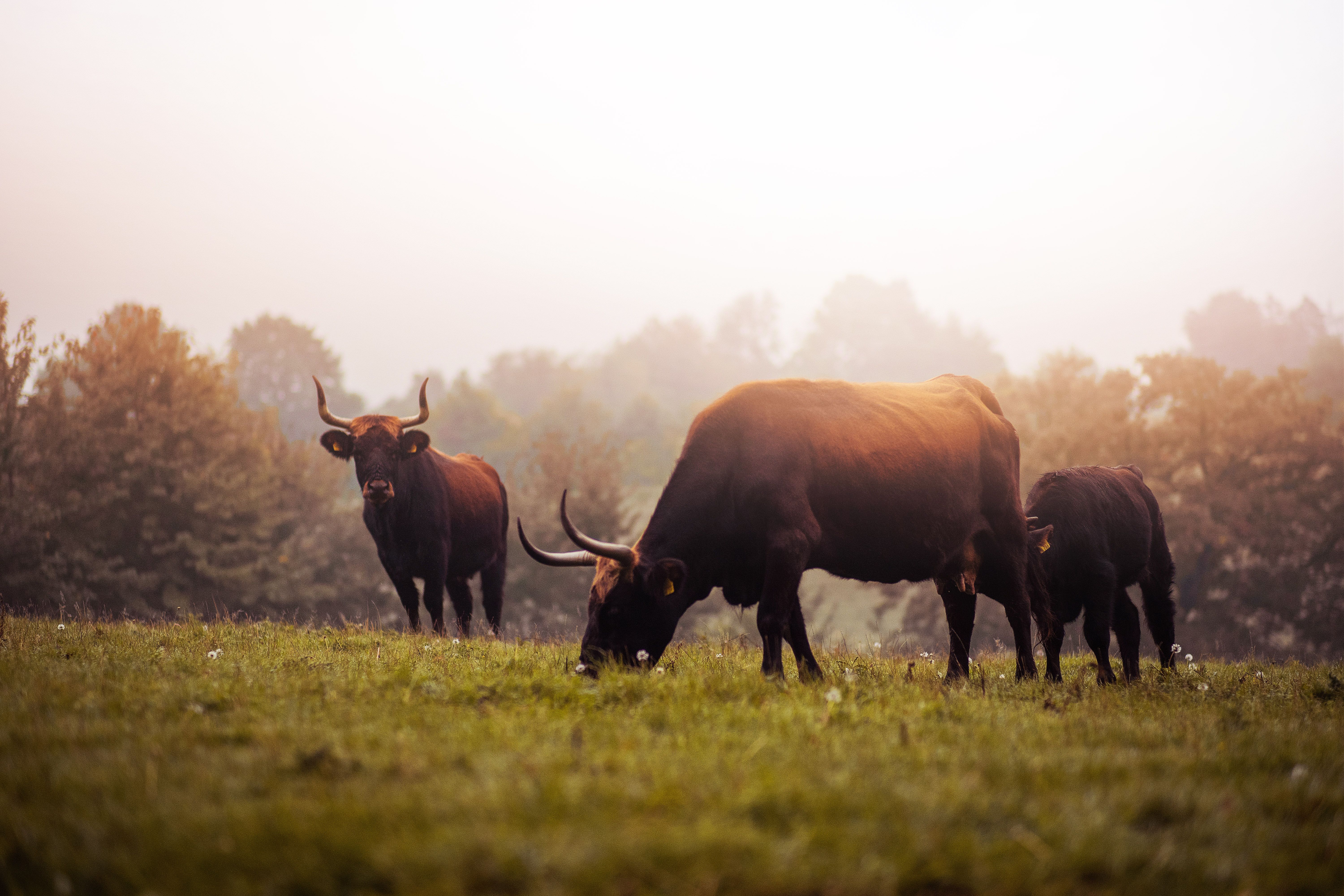 Aurochs in a meadow in a wildlife enclosure