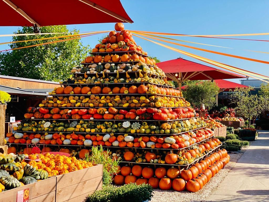 To Page Pumpkin festival at the Gertrudenhof
