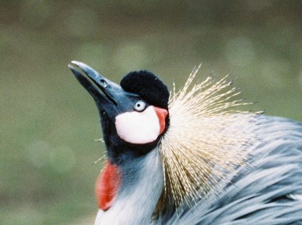 Crowned crane in the Fauna zoo, © Johannes Höhn