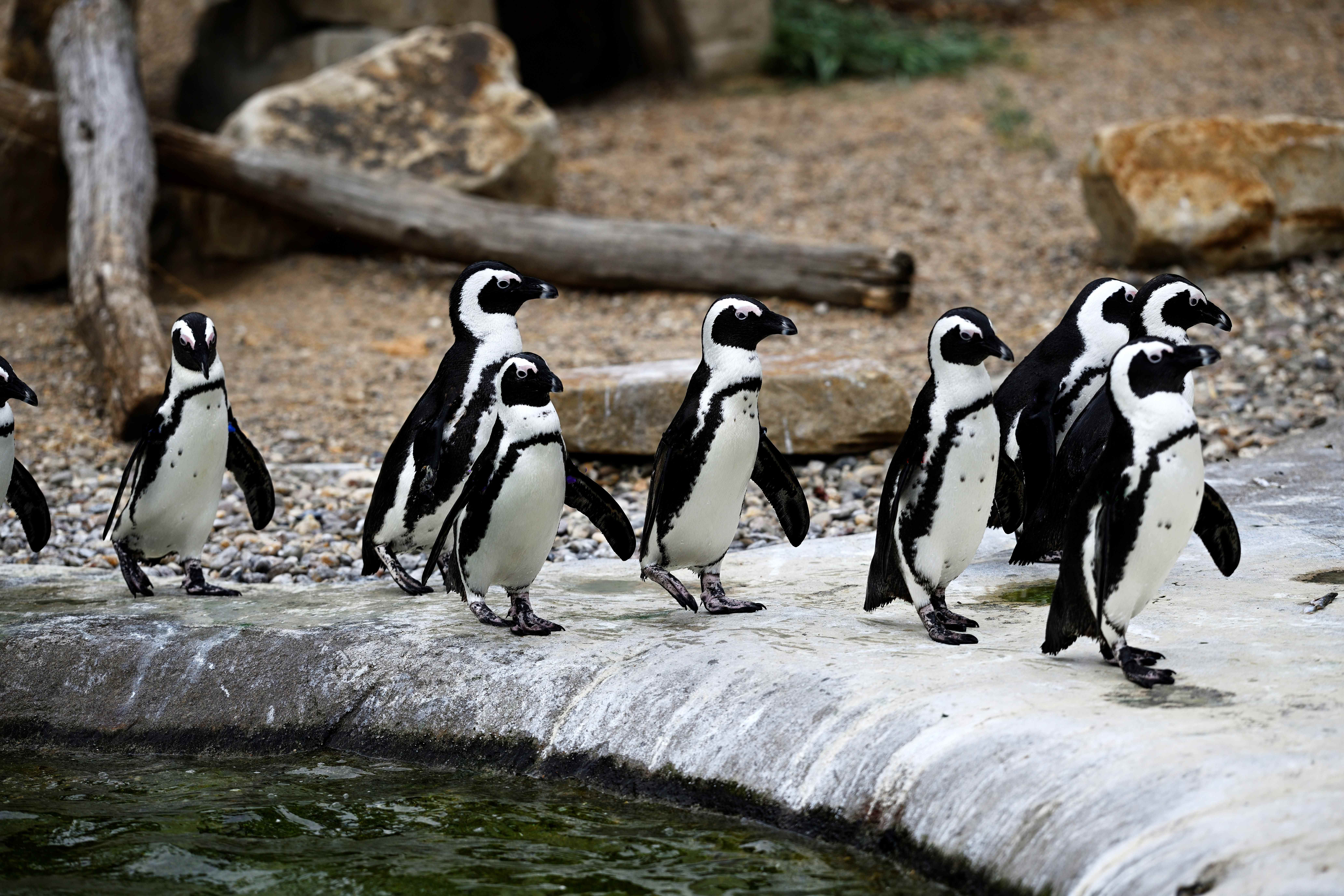 Zoom Erlebniswelt afrika-brillenpinguin