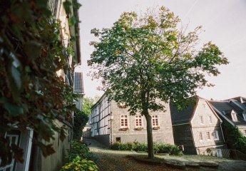 Tree in the center of Solingen-Gräfrath, © Johannes Höhn