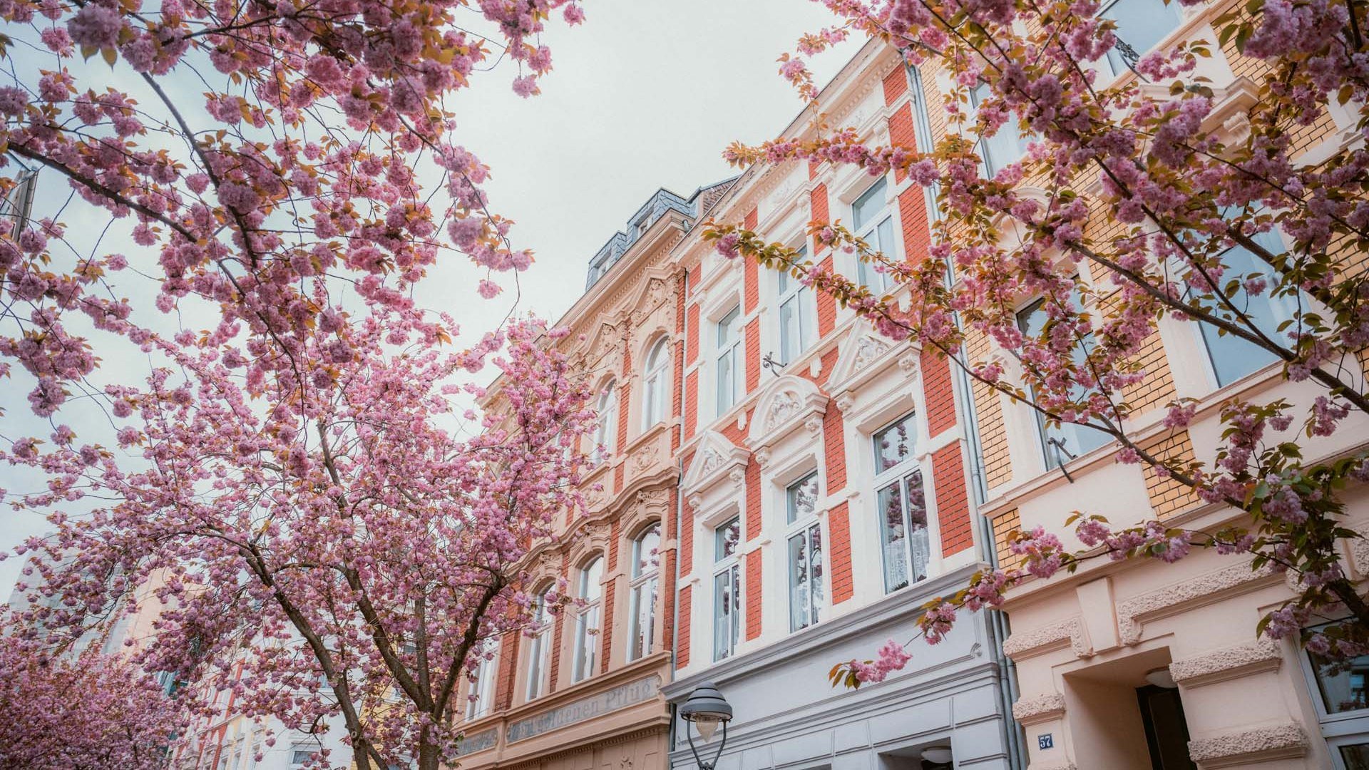Cherry blossom in Bonn, © Johannes Höhn