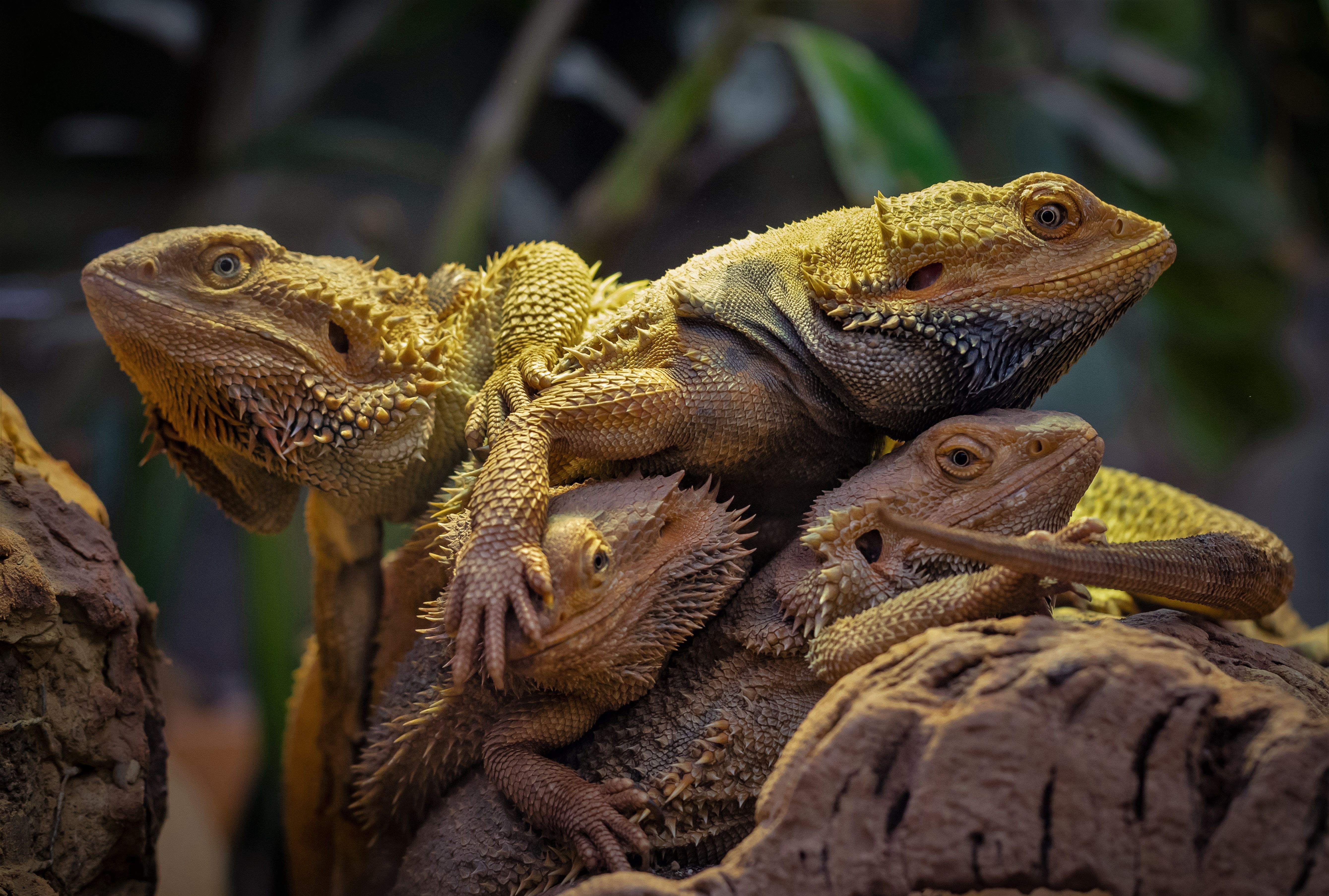 Several chameleons at TerraZoo Rheinberg