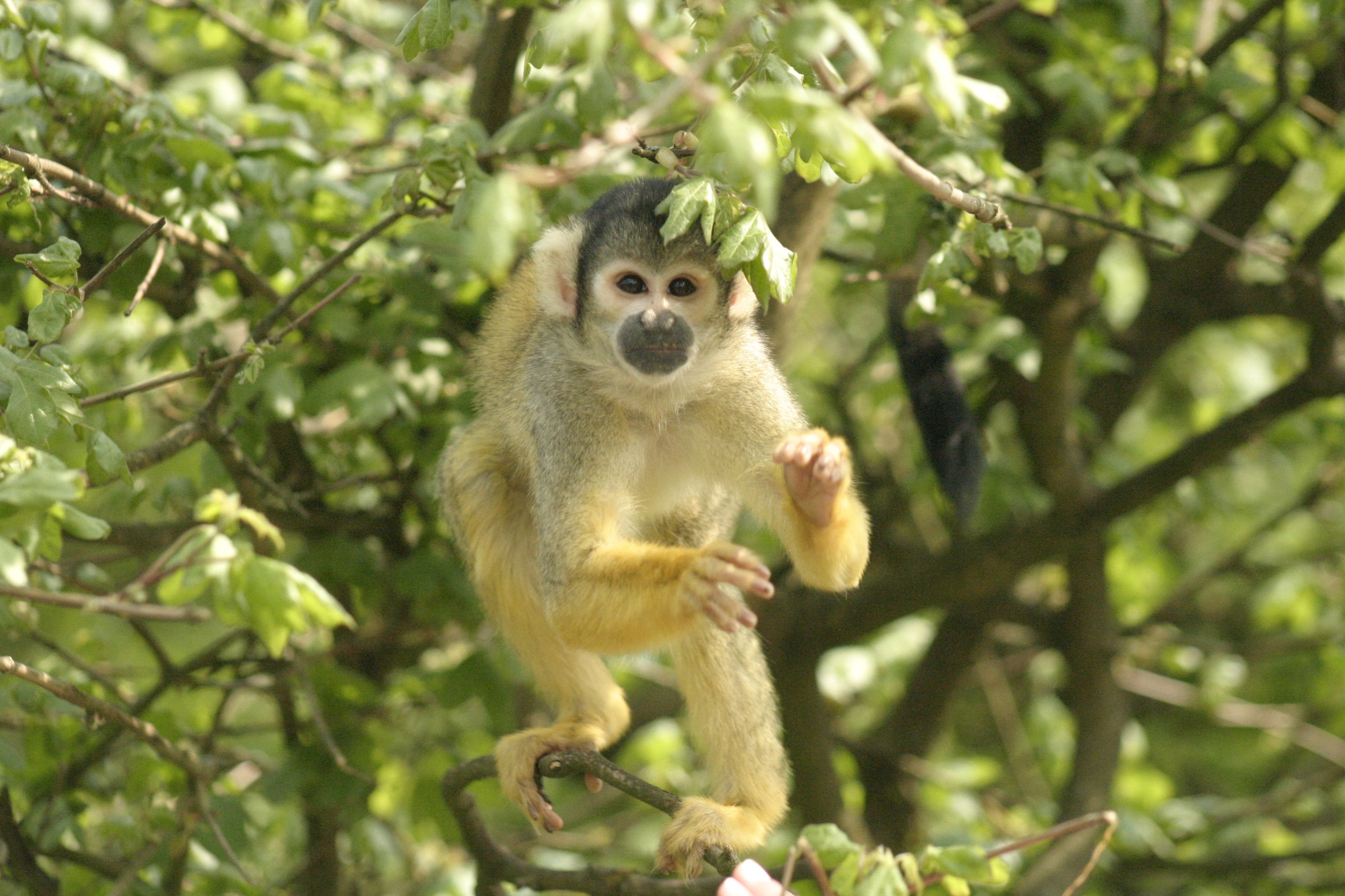 Monkey and bird park
