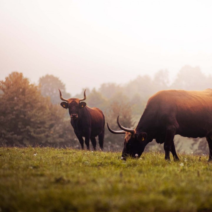 Two aurochs and a calf graze on the meadow in the Neandertal Ice Age Game Reserve, © Tourismus NRW e.V.