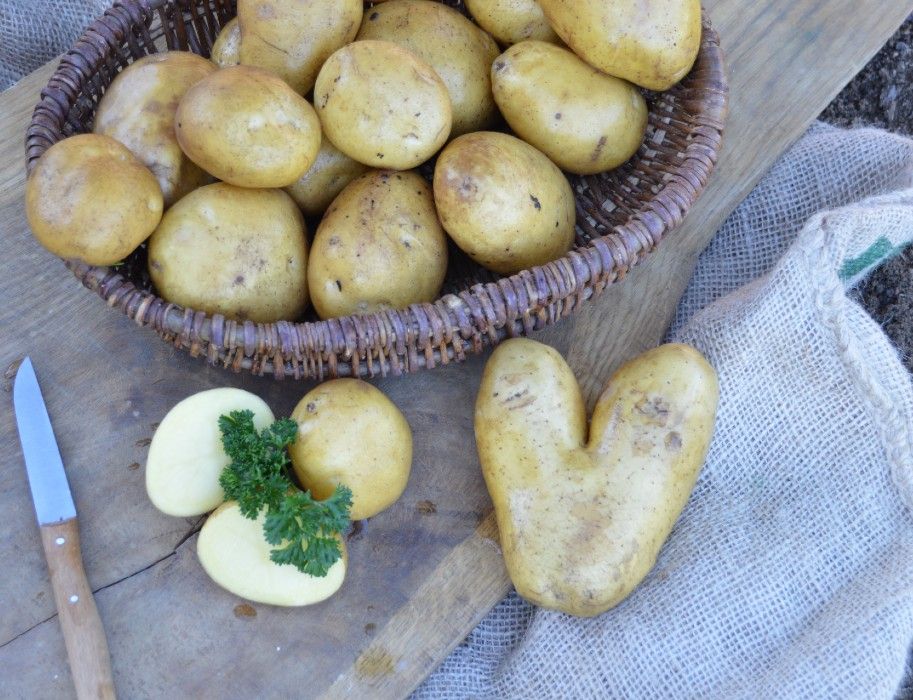Hof Hagedorn potato harvest