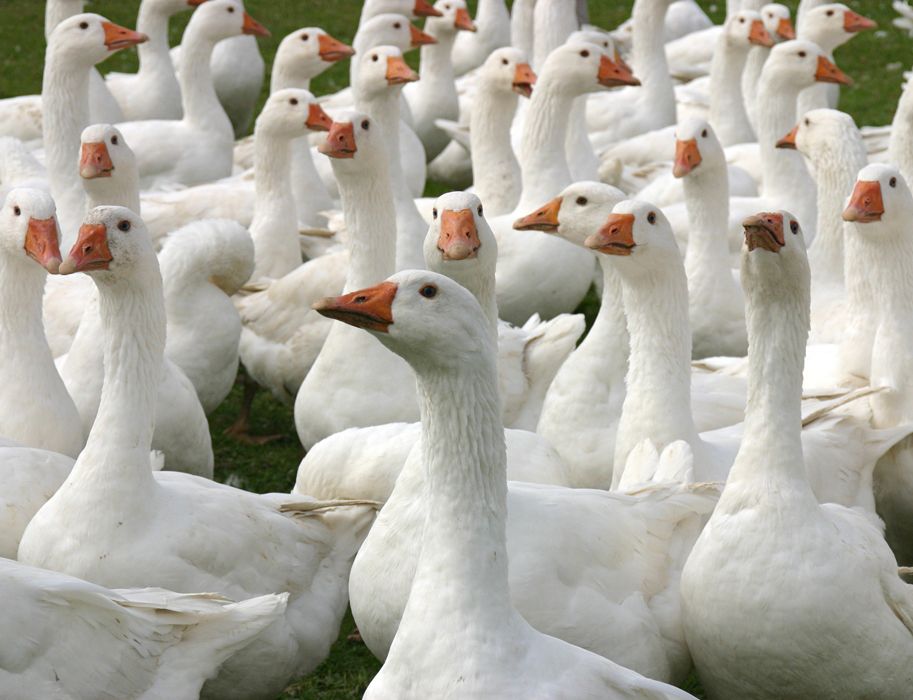 To Page Der Gänsepeter